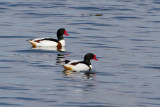 Common Shelduck. Gravand