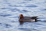 Eurasian Wigeon. Brunnakke
