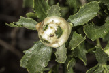 Insect Gall growing on Lemonadeberry