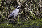 Yellow-crowned Night Heron