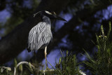 Yellow-crowned Night Heron