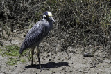 Yellow-crowned Night Heron