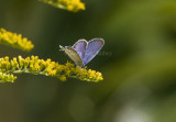 Eastern Tailed-blue male _H9G9168.jpg