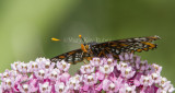Baltimore Checkerspot _7MK7339.jpg