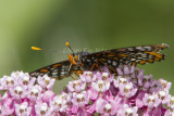 Baltimore Checkerspot _7MK7339c.jpg