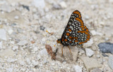 Baltimore Checkerspot _7MK6325.jpg