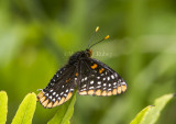 Baltimore Checkerspot _7MK0206.jpg