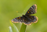 Baltimore Checkerspot _7MK0228.jpg