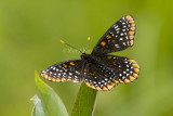 Baltimore Checkerspot _7MK0231.jpg