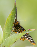 Baltimore Checkerspot _7MK0246.jpg