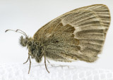 Common Ringlet _7MK5487c.jpg