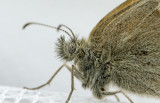Common Ringlet face _7MK5480c.jpg