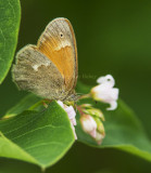 Common Ringlet _7MK5975.jpg