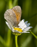 Common Ringlet _7MK4974.jpg