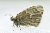 Common Ringlet _7MK5488.jpg