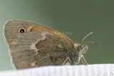 Common Ringlet _7MK5431.jpg