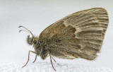 Common Ringlet _7MK5493.jpg