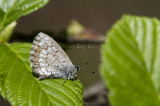 $ Spring Azure _7MK6676.jpg