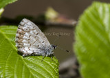 Spring Azure _7MK6670.jpg