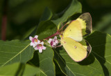 1Pink-edged Sulphur _7MK6609.jpg