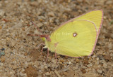 Pink-edged Sulphur _7MK5803.jpg