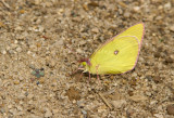 Pink-edged Sulphur _7MK5812.jpg