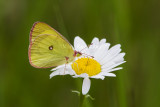 Pink-edged Sulphur _7MK5820.jpg