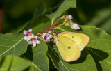 Pink-edged Sulphur _7MK6615.jpg