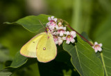 Pink-edged Sulphur _7MK6619.jpg