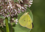 1 Pink-edged Sulphur _7MK9322.jpg