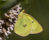 1 Pink-edged Sulphur _7MK9389.jpg