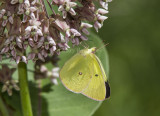 2 Pink-edged Sulphur _7MK9321.jpg