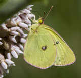 2 Pink-edged Sulphur _7MK9394.jpg