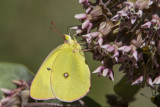 2 Pink-edged Sulphur _7MK9597.jpg
