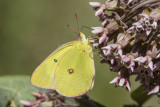 2 Pink-edged Sulphur _7MK9600.jpg