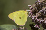 2 Pink-edged Sulphur _7MK9604.jpg
