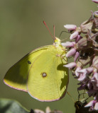3 Pink-edged Sulphur _7MK9606.jpg