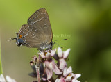 1 Banded Hairstreak _7MK9468.jpg