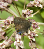 2 Banded Hairstreak _7MK9487.jpg