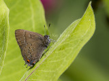 3 Banded Hairstreak _7MK8926.jpg