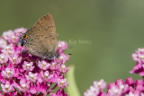 3 Banded Hairstreak _7MK8937.jpg