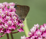 3 Banded Hairstreak _7MK8940.jpg