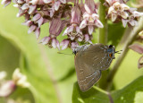 3 Banded Hairstreak _7MK9440.jpg