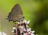 3Banded Hairstreak _7MK9473.jpg