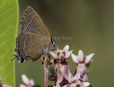 4 Banded Hairstreak _7MK9454.jpg