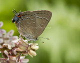 4 Banded Hairstreak _7MK9501.jpg