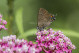 Banded Hairstreak _7MK8920.jpg