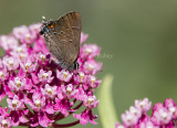 Banded Hairstreak _7MK8936.jpg