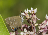 Banded Hairstreak _7MK9428.jpg