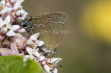 Banded Hairstreak _7MK9434.jpg
